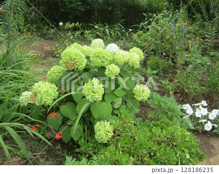 色の変化が楽しめるアナベル紫陽花 128186235