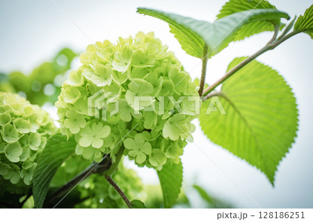 小手毬の花 128186251