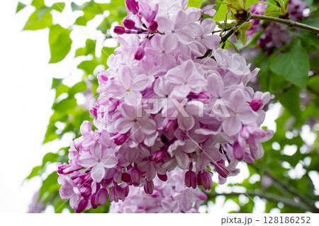 ピンクのライラックの花 128186252