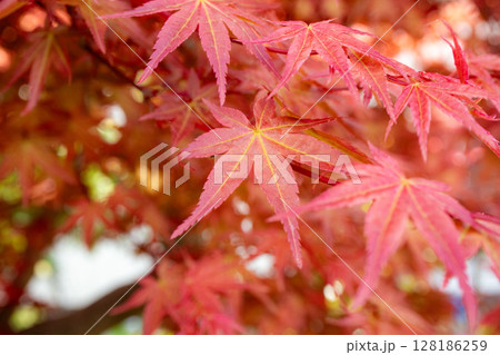 色づいた紅葉の葉 色づいた紅葉の葉 128186259