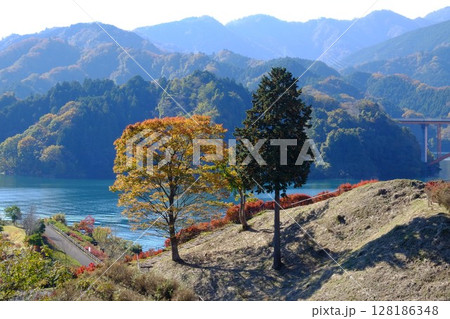 秋の宮ケ瀬湖と木立　【相模原市津久井　11月】 128186348