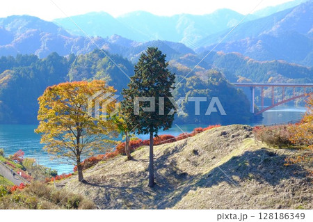 秋の木立と宮ケ瀬湖　【相模原市津久井　11月】 128186349