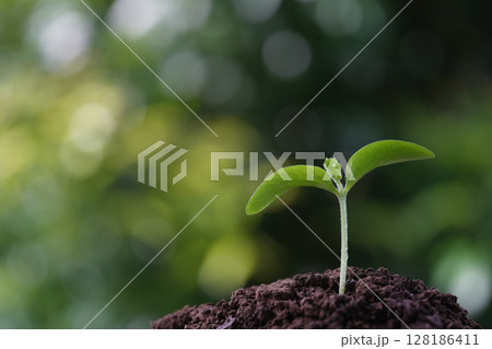 Autumn pumpkin sprout macro closeup with water droplets 128186411