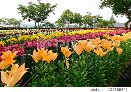 色鮮やかな満開のゆり園 128186441