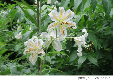 ヤマユリのアップ 128186497