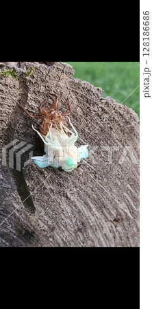 夕方～夜にかけて足元にあった丸太でセミの羽化に立ち会えた貴重な体験です。 128186686