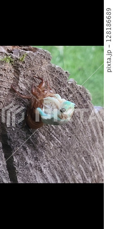 夕方～夜にかけて足元にあった丸太でセミの羽化に立ち会えた貴重な体験です。 128186689