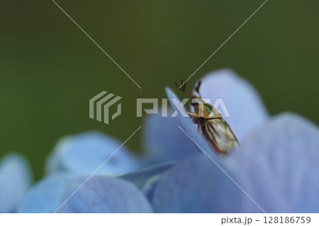 セマダラコガネとアジサイの花 128186759