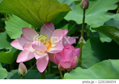 綺麗な蓮の花 128186854