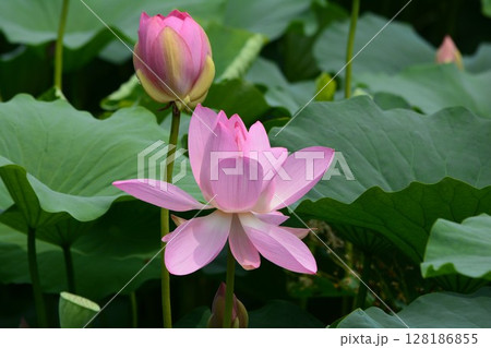 開花した蓮の花 128186855