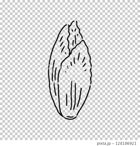 菊苣線描 128186921