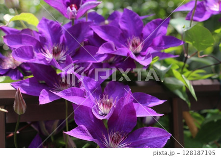 深い紫色のクレマチス 128187195