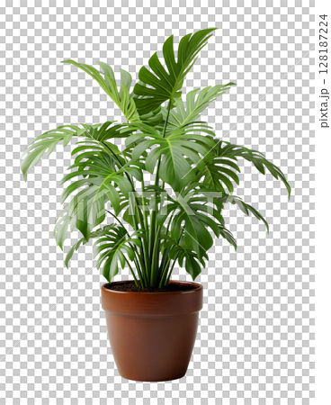 Monstera Plant in a Pot Minimalist 3D Rendering in a Soft And Smooth Renderer Monstera Plant in a Pot Minimalist 3D Rendering in a Soft And Smooth Renderer 128187224