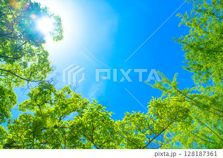 綺麗な青空と新緑の背景素材　木々からの木漏れ日の光芒　背景イメージ　バックグラウンド　朝カラー 128187361