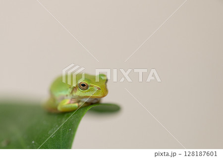 葉っぱの上にちょこんと座っているアマガエル 緑色の両生類 葉っぱの上にちょこんと座っているアマガエル 緑色の両生類 128187601