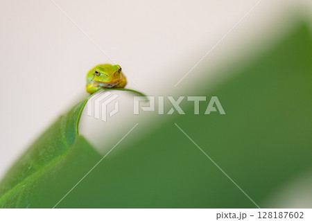葉っぱの上にちょこんと座っているアマガエル　緑色の両生類 128187602