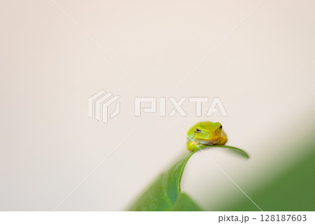葉っぱの上にちょこんと座っているアマガエル　緑色の両生類 128187603