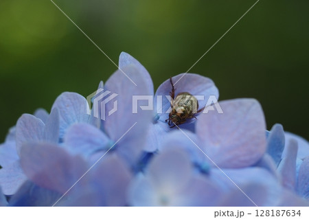 セマダラコガネとアジサイの花 セマダラコガネとアジサイの花 128187634