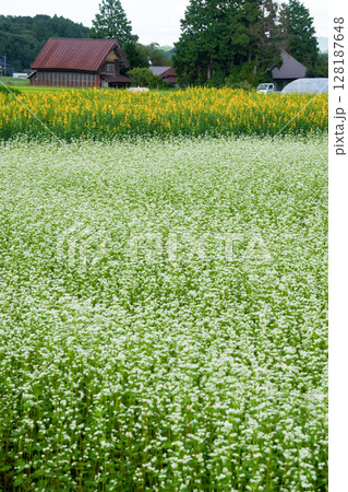 蕎麦の花が咲き誇っている高原の秋　岡山県真庭市「蒜山高原」 128187648