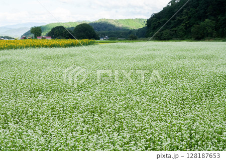 蕎麦の花が咲き誇っている高原の秋　岡山県真庭市「蒜山高原」 128187653