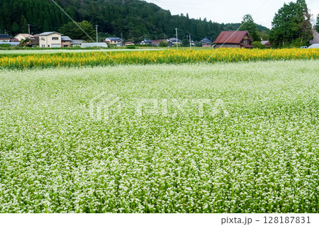 蕎麦の花が咲き誇っている高原の秋　岡山県真庭市「蒜山高原」 128187831