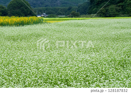 蕎麦の花が咲き誇っている高原の秋 岡山県真庭市「蒜山高原」 蕎麦の花が咲き誇っている高原の秋 岡山県真庭市「蒜山高原」 128187832