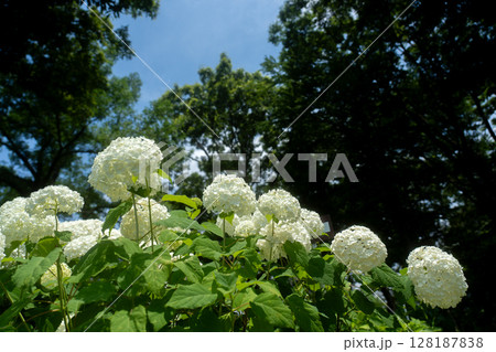 初夏のアジサイ、真っ白なアナベル 128187838