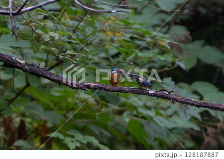 カワセミ 生態 子育て 給餌 カワセミ 生態 子育て 給餌 128187887