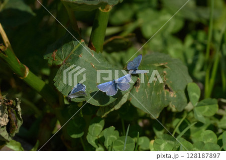 ウラジロミドリシジミ 128187897