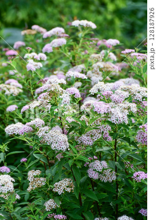 セイヨウノコギリソウ　Yarrow 128187926