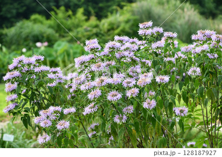 タイマツバナ「ローズセンテッド」Rose-Scented Monarda 128187927