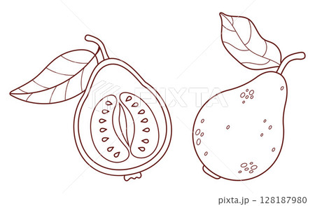 Outline Guava Fruit set. Isolated whole and half tropical garden product Tree on White Background. Line drawing, coloring book. Vector illustration. Not ai Outline Guava Fruit set. Isolated whole and half tropical garden product Tree on White Background. Line drawing, coloring book. Vector illustration. Not ai 128187980