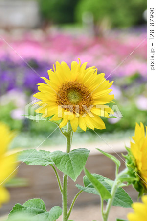 ヒマワリ「パチノゴールド」Patio Gold Sunflower 128187990