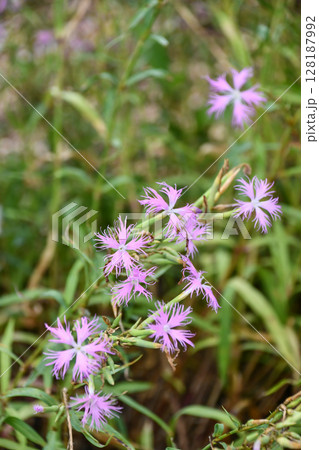カワラナデシコ　Fringed Pink 128187992