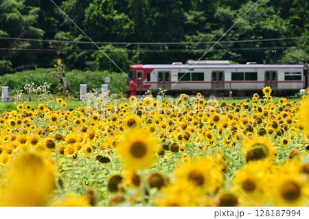 名鉄電車とひまわり 128187994