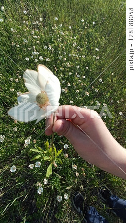 Hand Holding Delicate White Flower in a Meadow Filled with Wildflowers, Summer Beauty 128188058