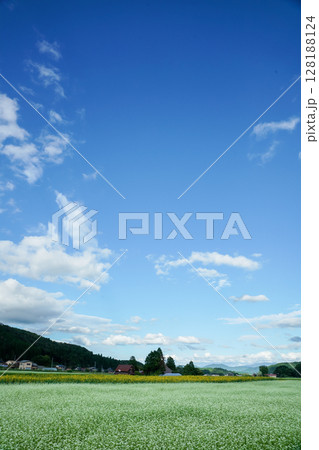 青空が広がり蕎麦の花が咲き誇っている高原の秋　岡山県真庭市「蒜山高原」 128188124