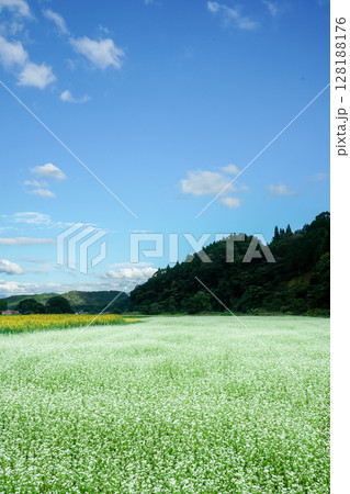 青空が広がり蕎麦の花が咲き誇っている高原の秋　岡山県真庭市「蒜山高原」 128188176