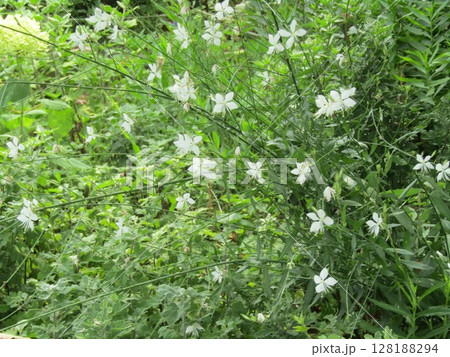 白い蝶々の様な白い花ガウラ 128188294