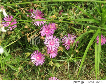 マツバギクの桃色の花 マツバギクの桃色の花 128188295