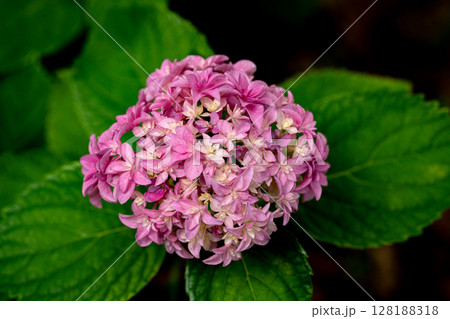 初夏の紫陽花、アルトナ 128188318