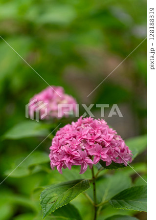 初夏の紫陽花、アルトナ 128188319