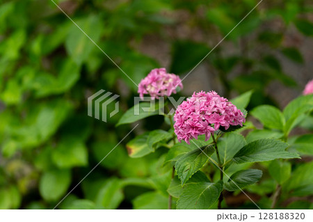 初夏の紫陽花、アルトナ 128188320