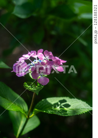 初夏の紫陽花、ウィンドミル 128188321