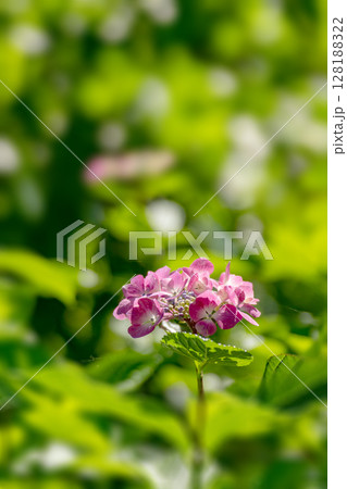 初夏の紫陽花、ウィンドミル 128188322