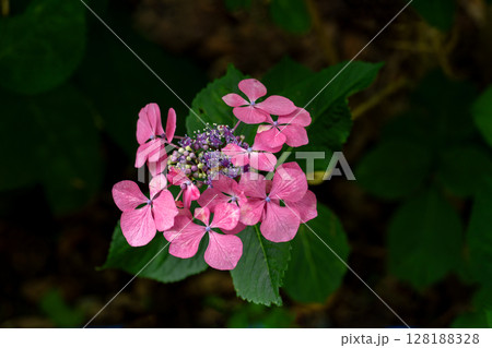 初夏の紫陽花、ウィンドミル 128188328
