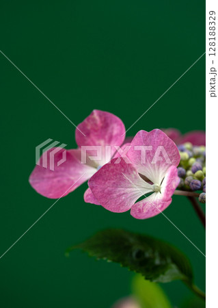 初夏の紫陽花、ウィンドミル 初夏の紫陽花、ウィンドミル 128188329
