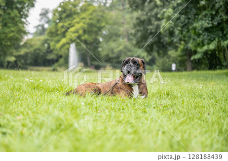beautiful 3 years old purebred golden brown german boxer dog puppy jumping playing outdoor shooting 128188439
