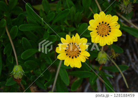 黄色いガザニアの花 黄色いガザニアの花 128188459