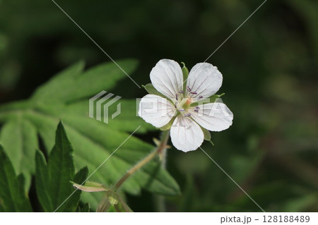 ゲンノショウコの花 ゲンノショウコの花 128188489